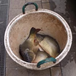 Akasztói Horgászpark & Halascsárda Akasztó - Étel/ital