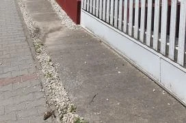 Aligai Delikátesz Balatonvilágos