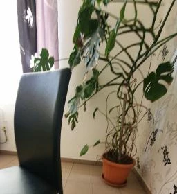 Ámor Fagylaltozó & Cukrászda