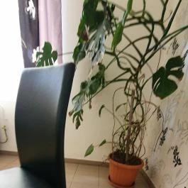 Ámor Fagylaltozó & Cukrászda Lajosmizse - Belső