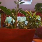 Aranypatkó Vendéglő Albertirsa - Egyéb