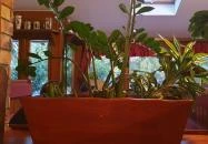 Aranypatkó Vendéglő Albertirsa