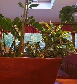 Aranypatkó Vendéglő