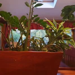 Aranypatkó Vendéglő Albertirsa - Egyéb