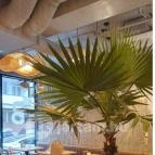 Babutzi Budapest - Egyéb