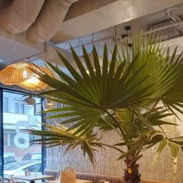 Babutzi, Budapest - Egyéb