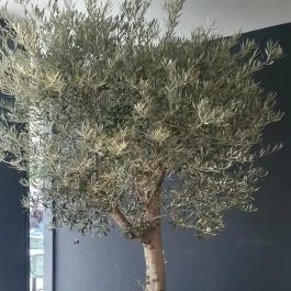 Babutzi, Budapest - Egyéb