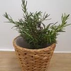 Balentino Tata - Egyéb