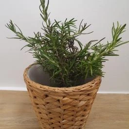 Balentino Tata - Egyéb