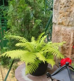 Bálint Galéria Kávézó