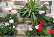 Bálint Galéria Kávézó Budapest