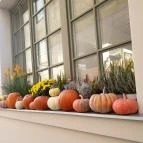 Bazsalikomos kert Kecskemét - Egyéb