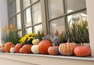 Bazsalikomos kert Kecskemét