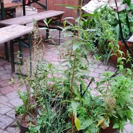 Beeráló - Craft Beer Pub Székesfehérvár - Egyéb