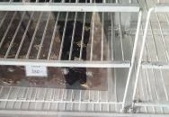 Betty Eszpresszó Dorog