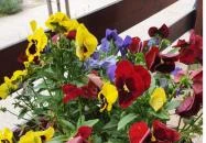 Bor Cukrászda & Kávézó Dabas