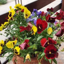 Bor Cukrászda & Kávézó, Dabas - Egyéb