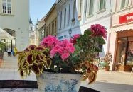 Borbár Székesfehérvár