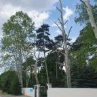 Botanica hotel Dánszentmiklós - Egyéb