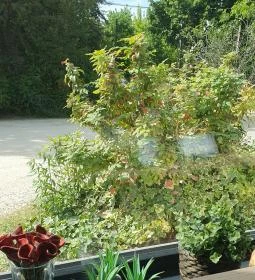 Búzakovász Pékség - Mogyoródi út