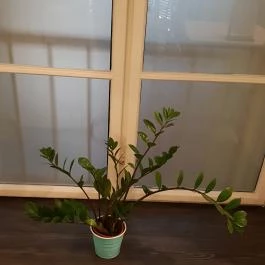 Casca, Budapest - Belső