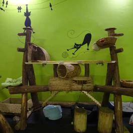 Cat Café - Révay utca Budapest - Belső