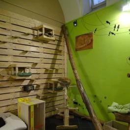 Cat Café - Révay utca Budapest - Belső