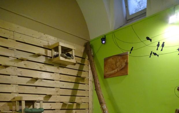 Cat Caf R vay utca Budapest J rt l m r itt Olvass Cat Caf R vay utca Budapest J rt l m r itt Olvass