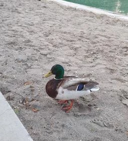 Code Zero Wine & Grill - Balaton