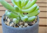 Csakhal Bisztró - Nagyerdő Debrecen