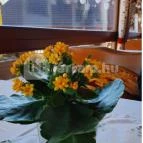 Csalánosi Csárda Kecskemét - Egyéb