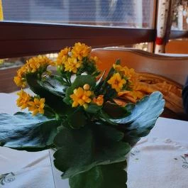 Csalánosi Csárda, Kecskemét - Egyéb