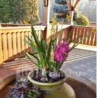 Csalánosi Csárda Kecskemét - Egyéb