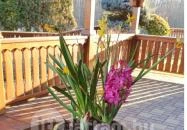 Csalánosi Csárda Kecskemét