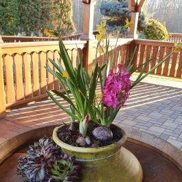 Csalánosi Csárda, Kecskemét - Egyéb