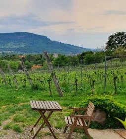 Csendes Dűlő Borterasz