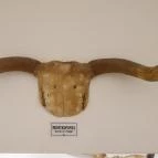 Csíki Söröző & Étterem - Mechwart Liget Budapest - Egyéb