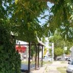 Csokoládé és Vanília Fagylaltozó Taksony - Egyéb