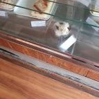 Cukorvirág Cukrászda Szigetszentmiklós - Étel/ital