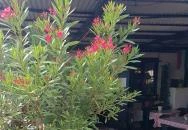 Dávid söröző Göd