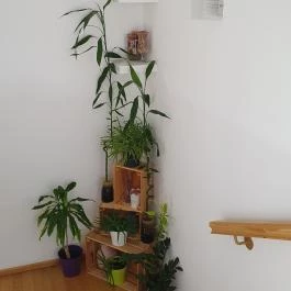 Desszert-Szalon, Dabas - Egyéb