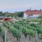 Dobosi-Stier Pincészet Badacsonyi Fröccsterasz Badacsony - Egyéb