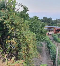 Dobosi-Stier Pincészet Badacsonyi Fröccsterasz