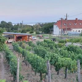 Dobosi-Stier Pincészet Badacsonyi Fröccsterasz Badacsony - Egyéb