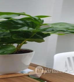 Doboz - The Circle of Life