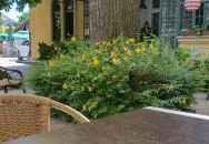 Don Papa Pizzéria Göd