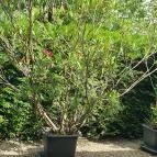 Don Papa Pizzéria Göd - Egyéb