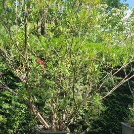 Don Papa Pizzéria Göd - Egyéb