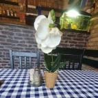 Don Rico Dorog - Egyéb