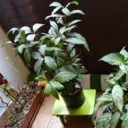 Dynamobake Budapest - Belső